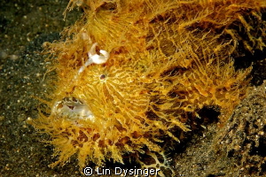 Hairy Frog Fish by Lin Dysinger 